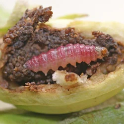 40 Pcs Insect Lures For Brinjal Fruit and Shoot Borer (Leucinodes Orbonalis)